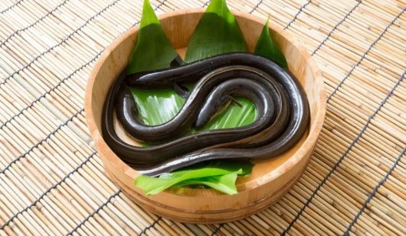 Lươn