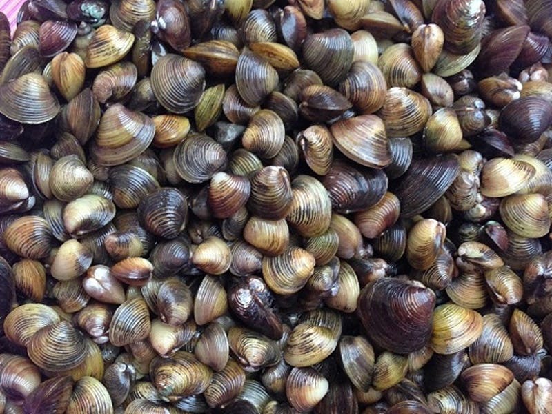 Hến