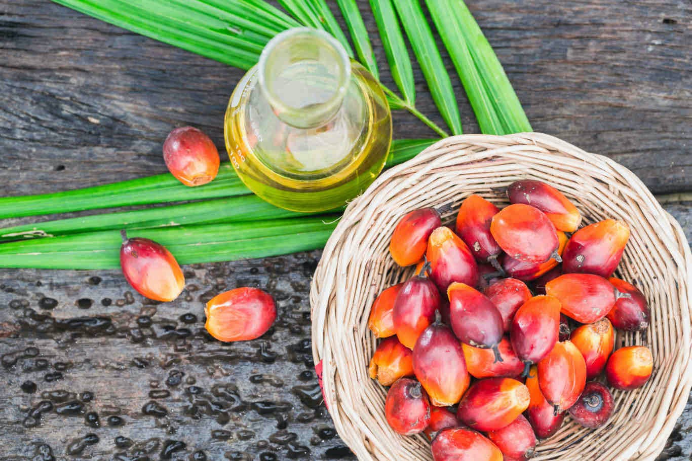 Dầu cọ