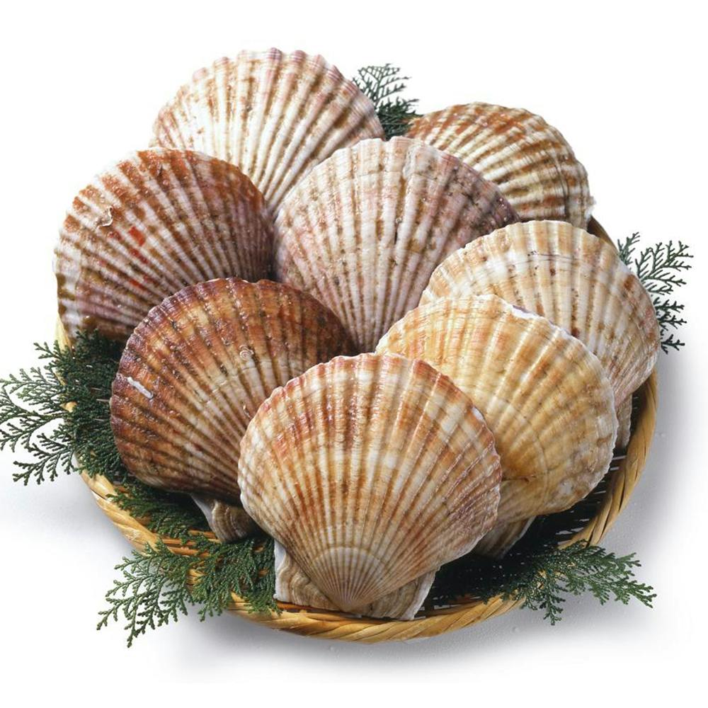 Sò điệp
