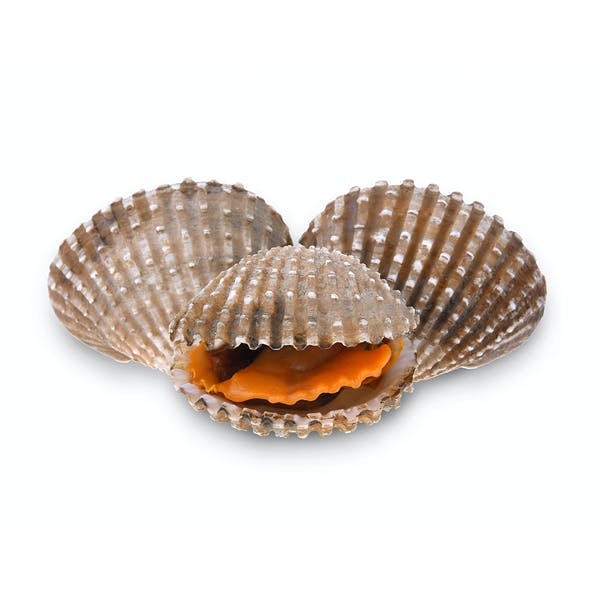 Sò huyết