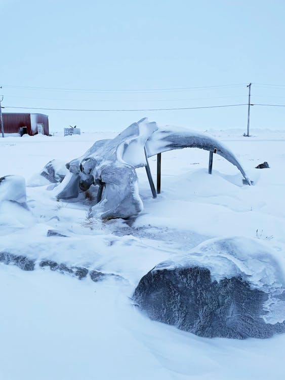 Coral Harbour Parkette Bowhead whale 