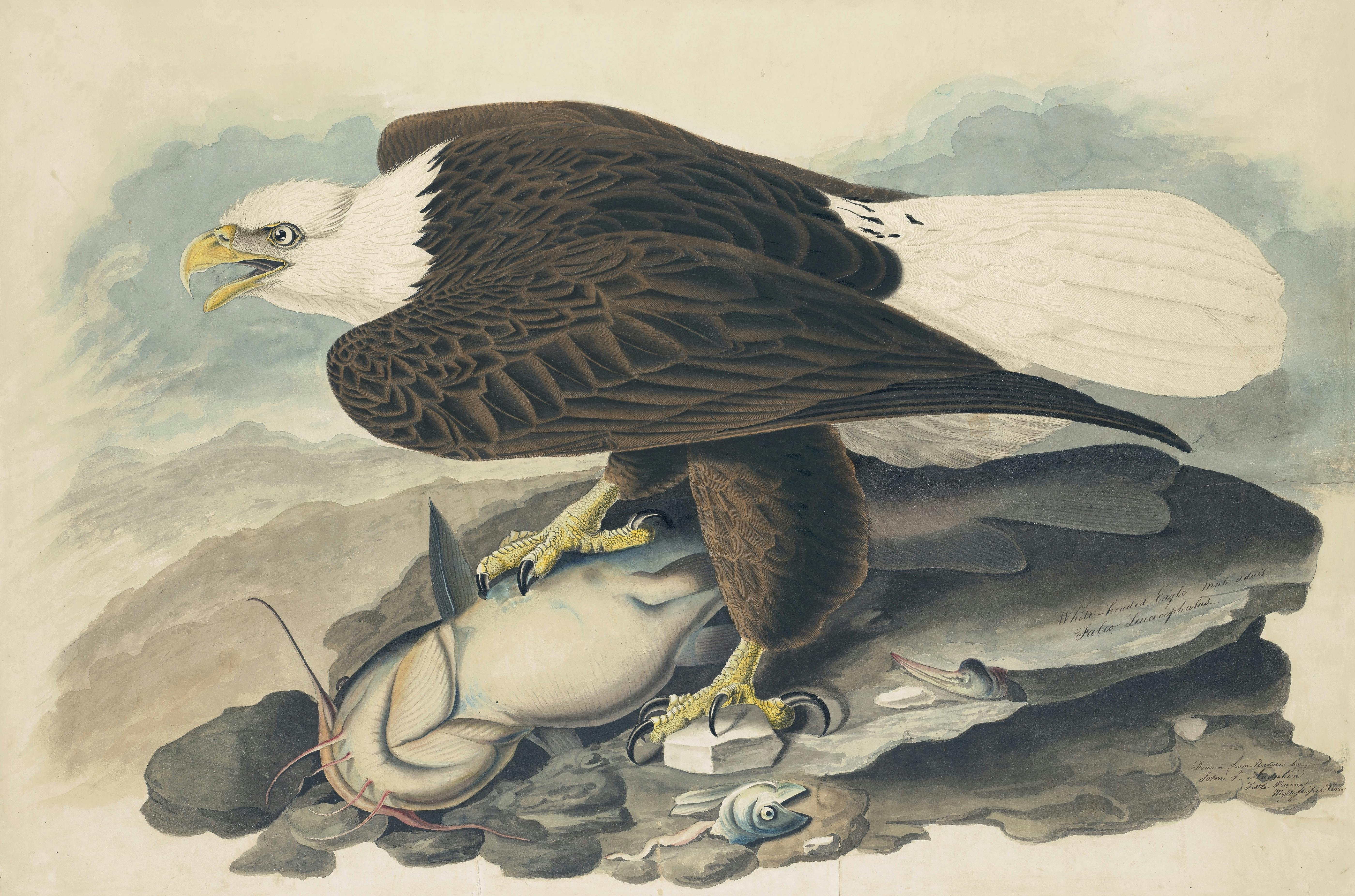 Natural History Museum Birds Of America Slim Calendar 2020