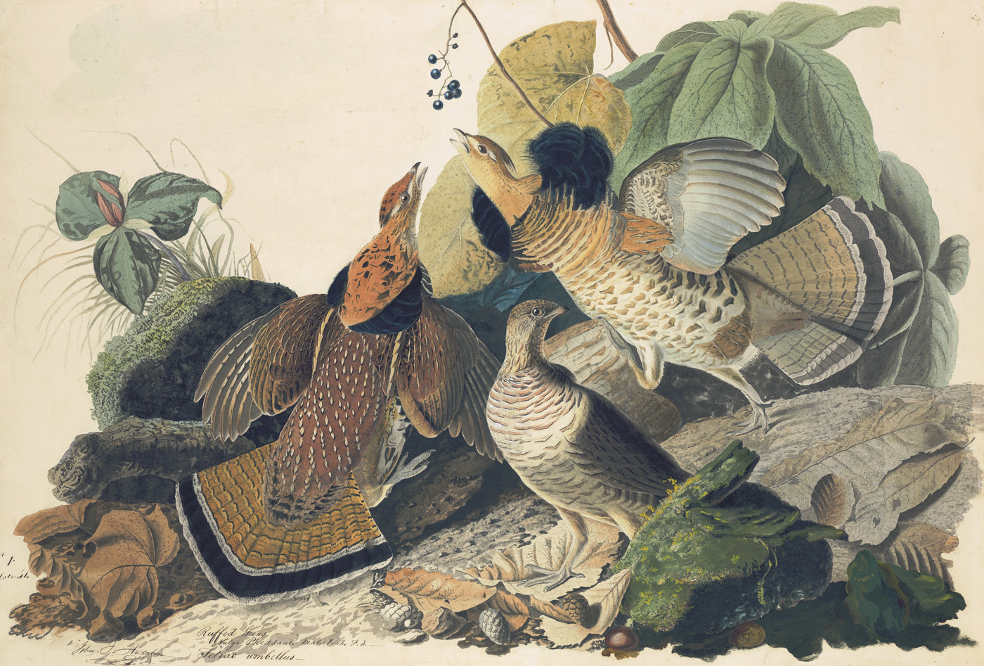 Audubon's Birds of America Focus Gallery | New-York Historical Society