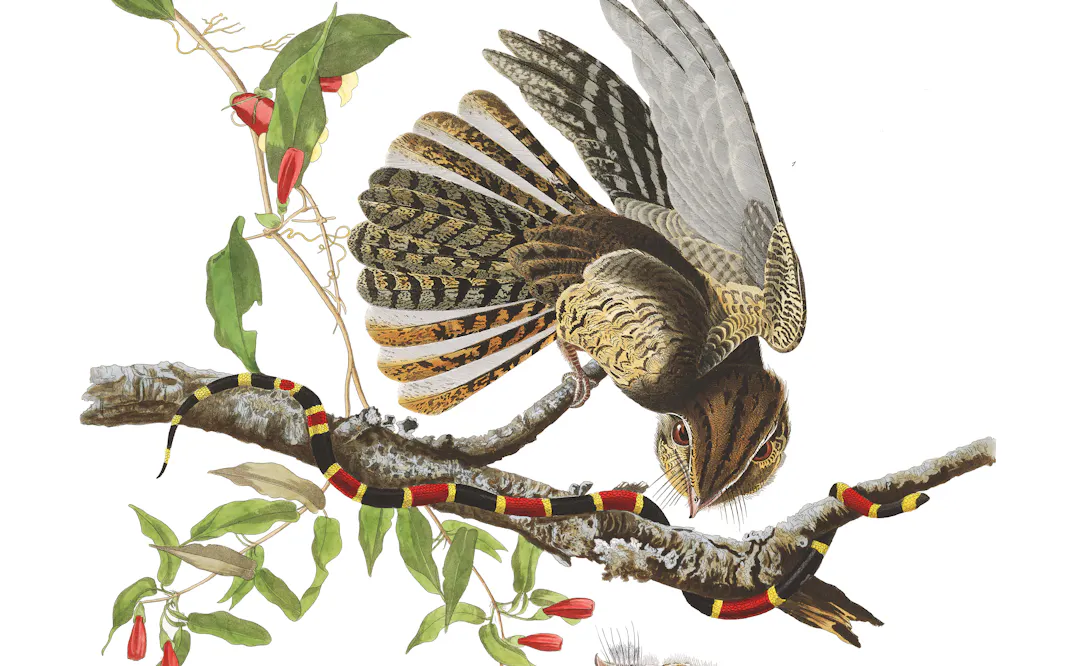 Audubon's Birds of America Focus Gallery