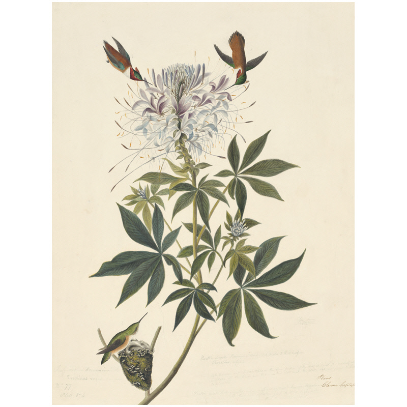 Audubon Birds : 版画 / 野鳥 / Botanical Art 37 19th Century Birds