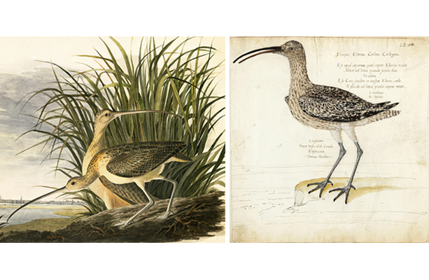 Big Bird: Looking for Lifesize | The New York Historical
