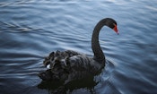 ETFs to protect against a black swan event