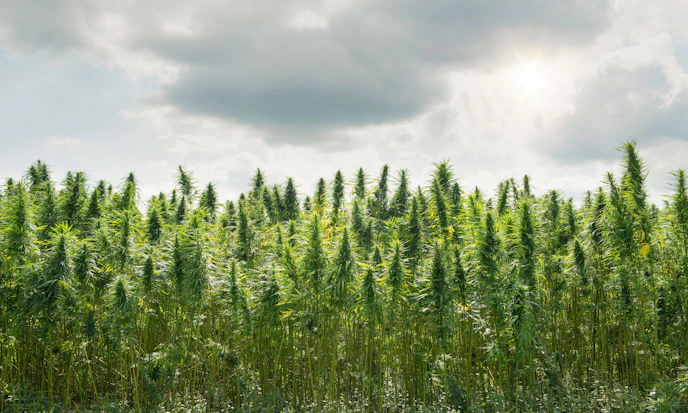 Rally in Cannabis Stocks Shows No Signs of Abating as President Biden Backs Federal Marijuana Reform