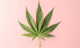 Cannabis Stocks Decline on the Back of Short Selling Pressure and Legislative Uncertainty