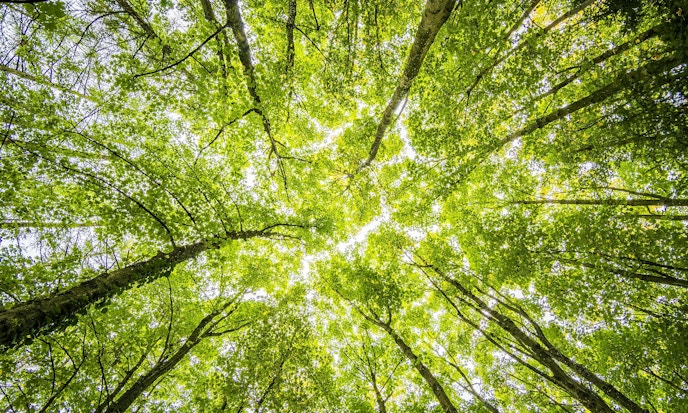 Dividend Growth ETF Guide