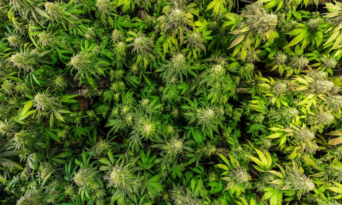 Cannabis Funds Lose Momentum&nbsp;