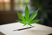 Cannabis Election