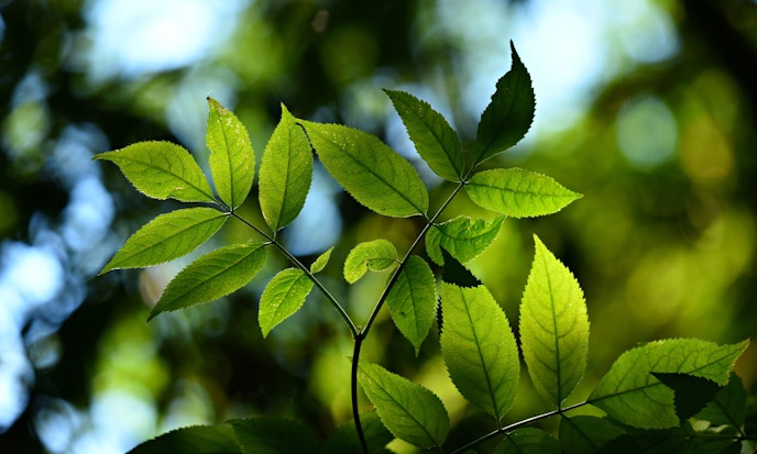 Investing in Enduring Growth, with Alger Weatherbie