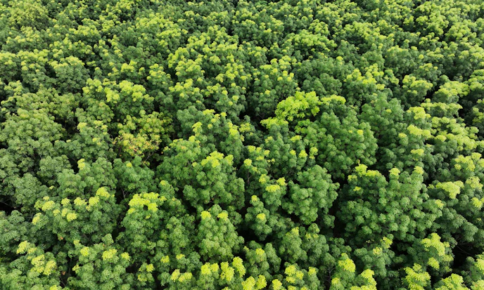 Investing in Carbon Credits with COtwo Advisors Physical European Carbon Allowance Trust