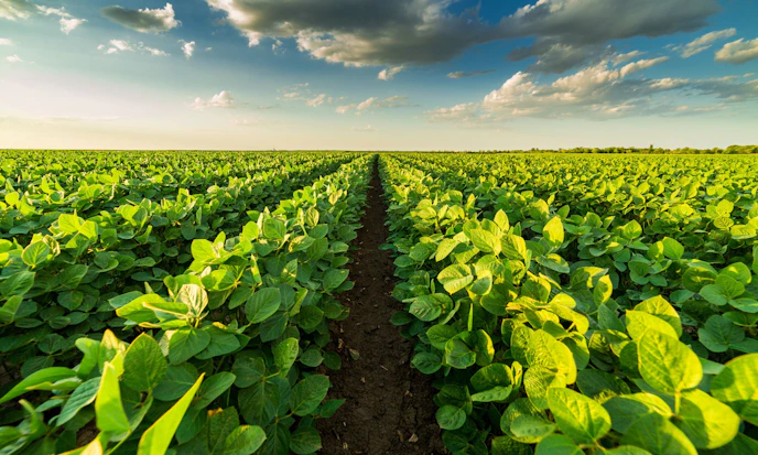 Global Grain Instability: Agricultural ETFs to Watch