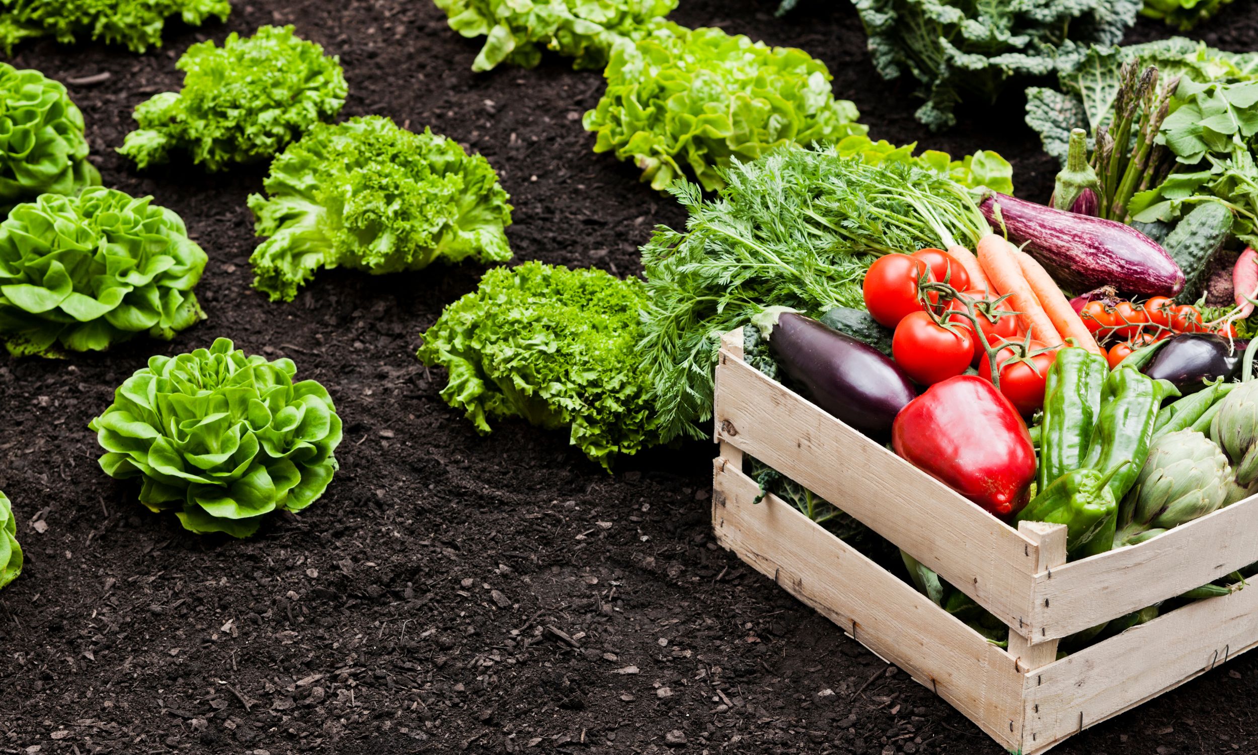 Agricultural ETFs and Current Developments Occurring Within the Agricultural Commodities Landscape