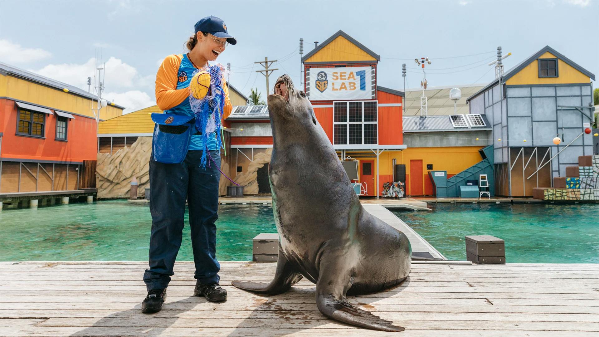 walrus at water park