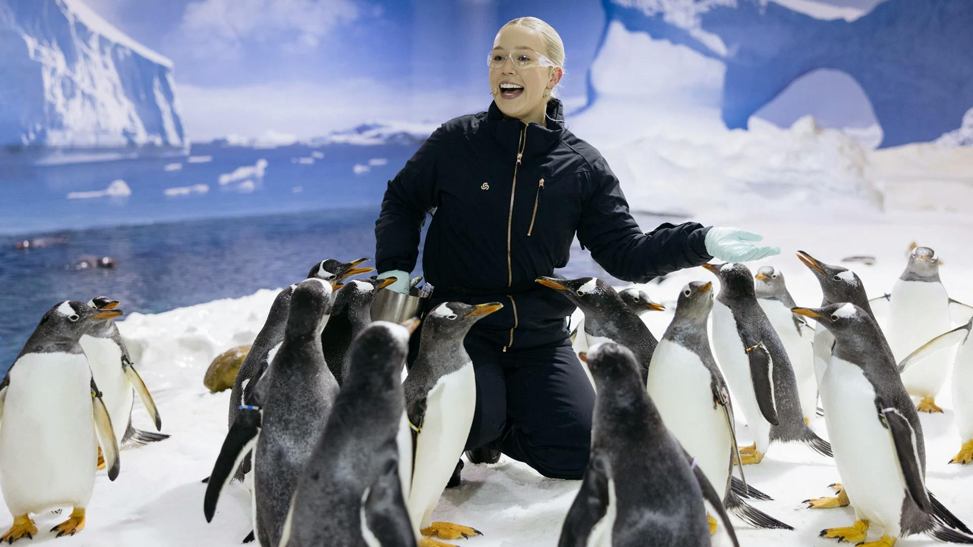 penguins and zoo keeper