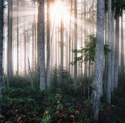 Environnement