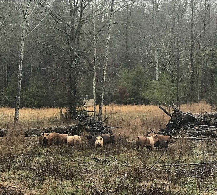 Pigs