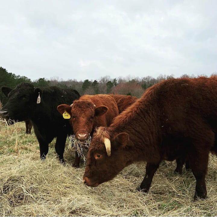Cows