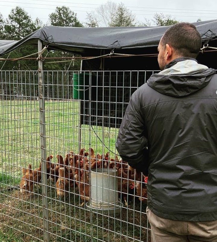 Chickens