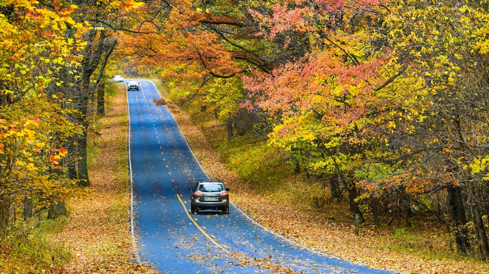 Carretera con hojas