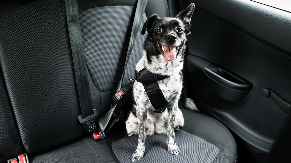 Mi perro se marea en el coche - 12 consejos de Onroad 🐶​