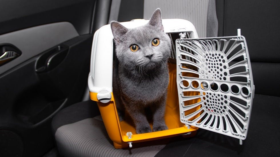 Gato transportado en coche