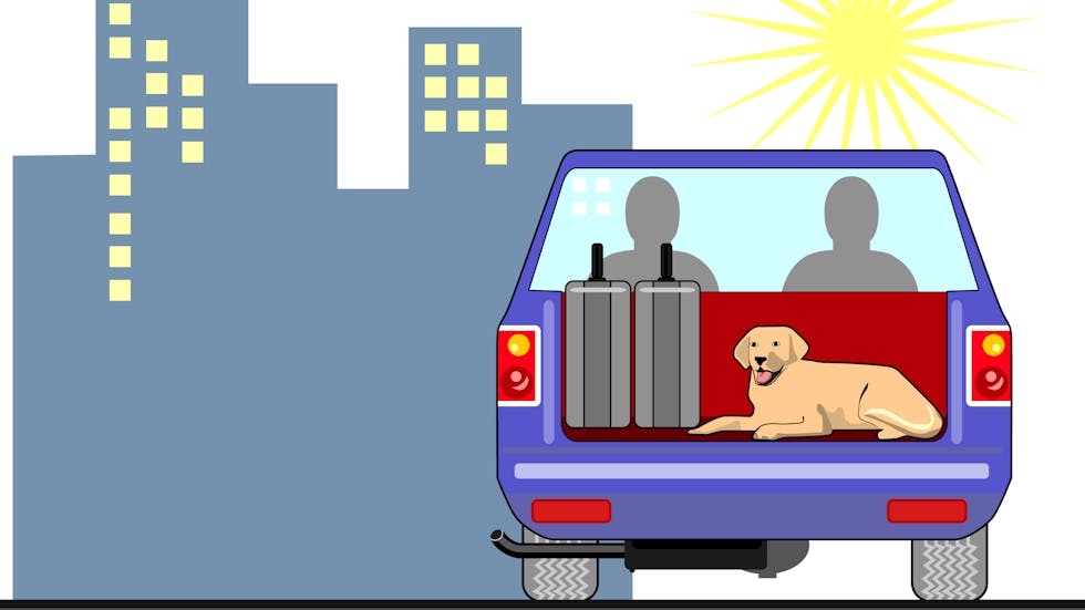 DGT: Siete maneras de llevar a tu perro en el coche