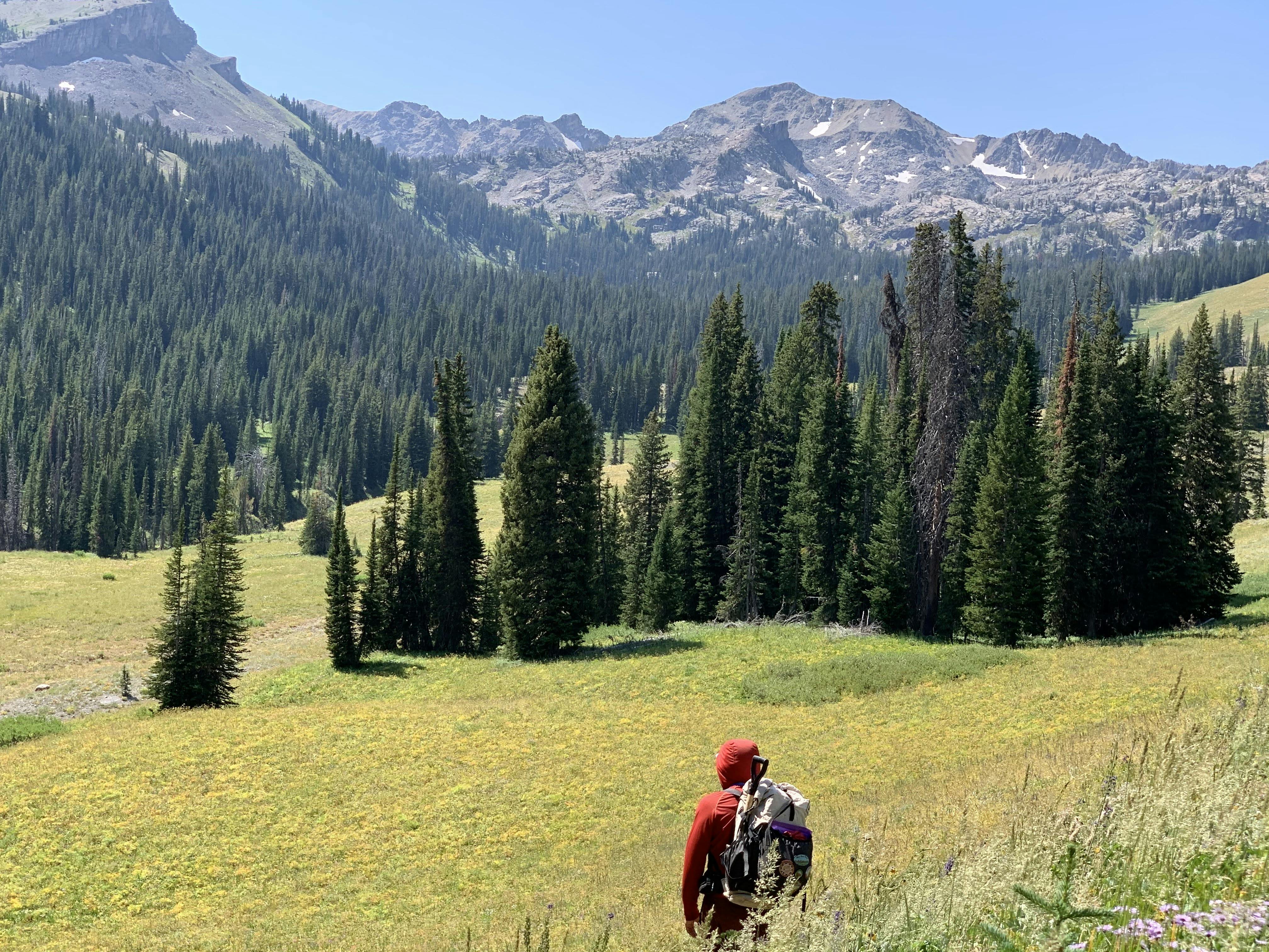 Hiker walking through a grass field with wildflowers and a beautiful mountain range in the background