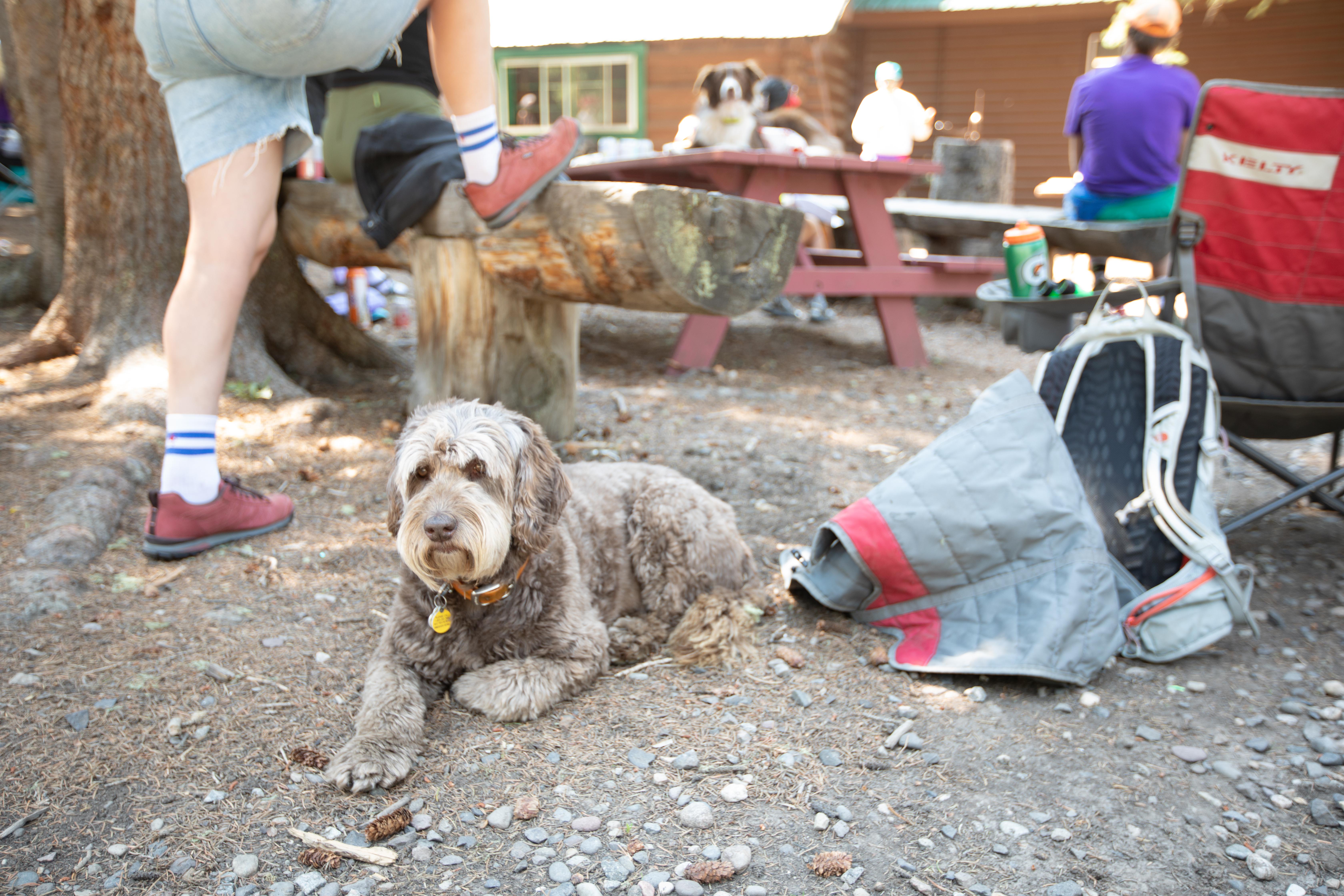 Dog laying down in the shade at a campsite