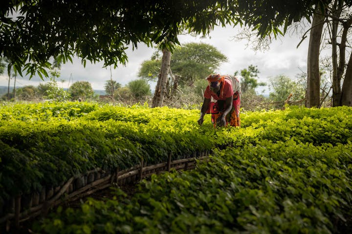 Woman plants crops in a forest garden. Image courtesy of Trees for the Future.