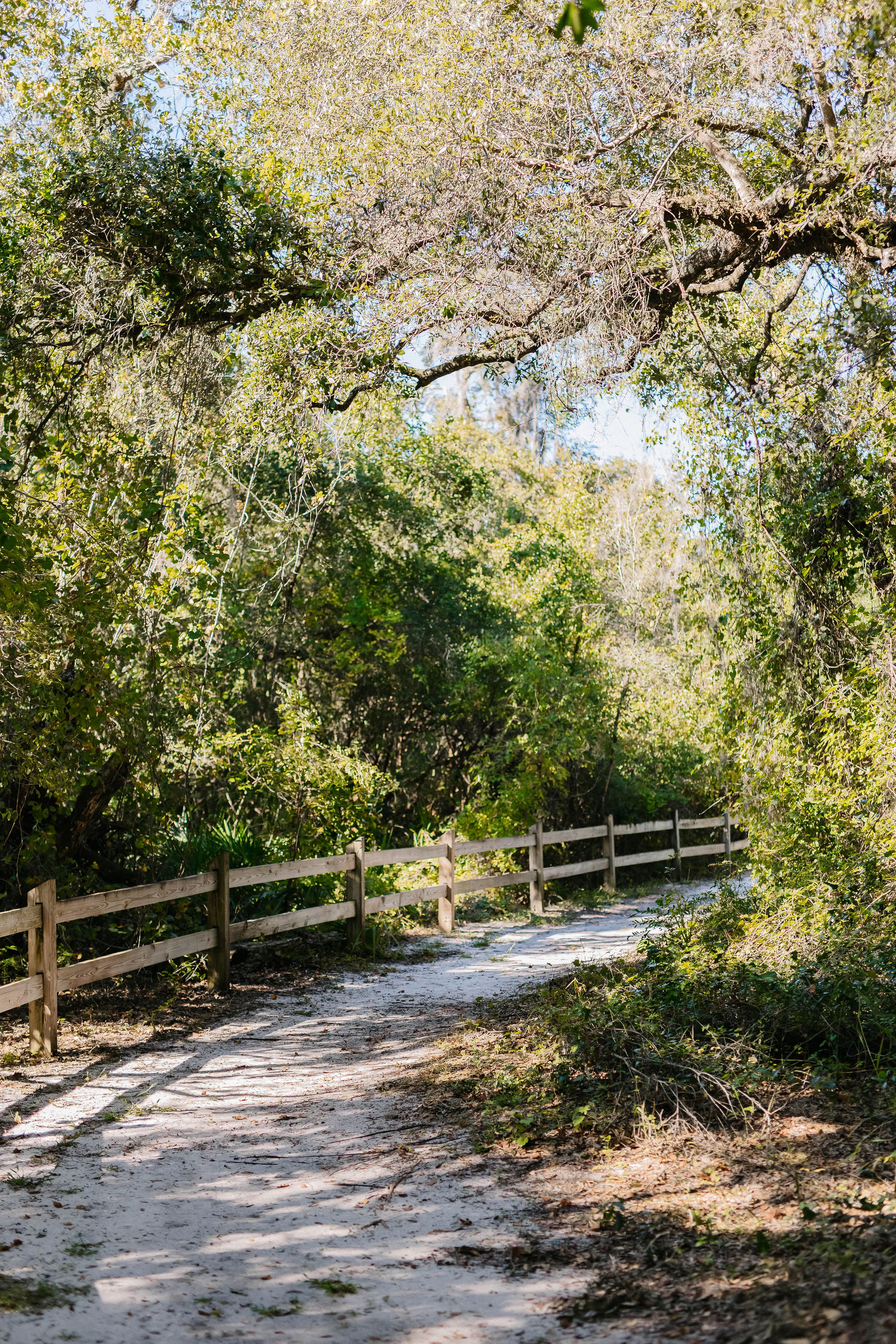 A shady and flat trail that runs along a fence line