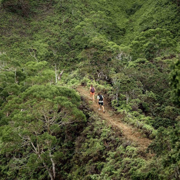 A man and woman hike through on a densely forested hillside trail in a tropical rainforest.