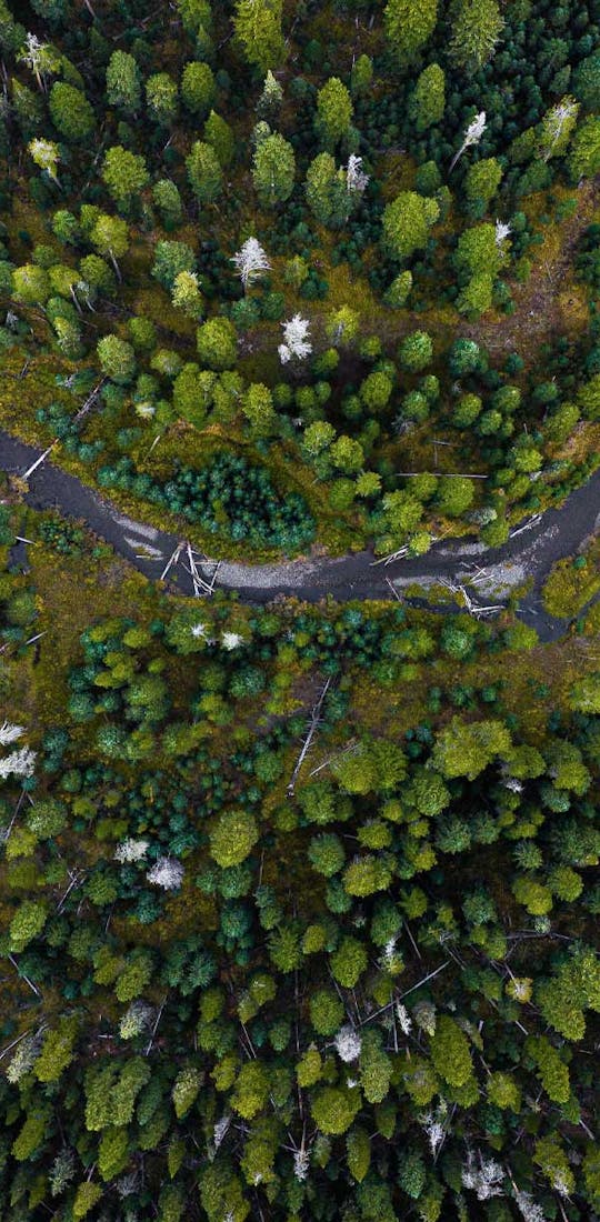 An aerial view of a forest