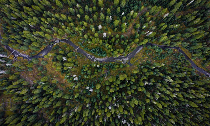 A healthy forest with a river meandering through it.