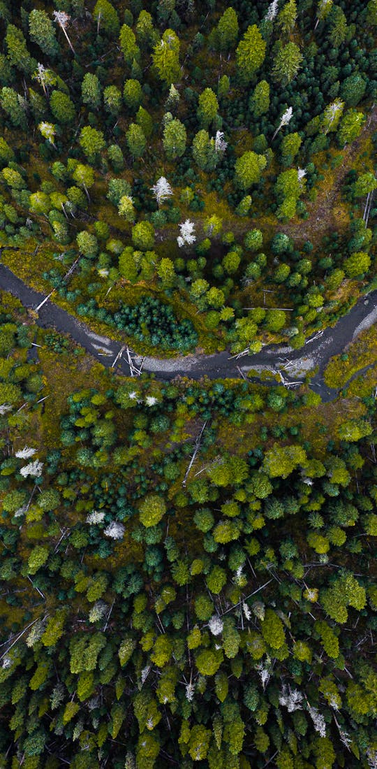 Drone view of a green wooded forest with a river flowing.