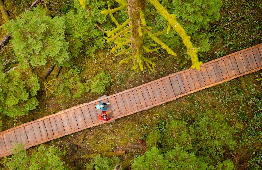 Hikers on a boardwalk in the woods