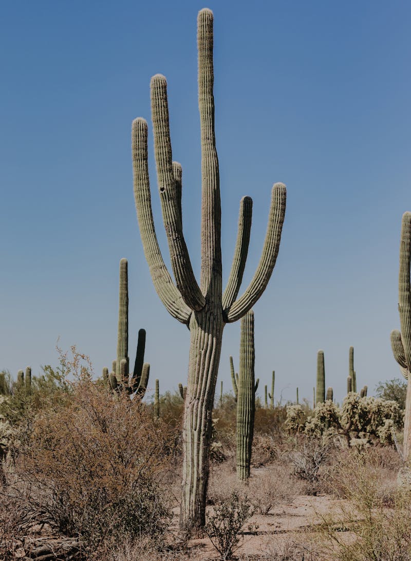 Desert cacti taken on O'odham Jeweḍ, Tohono O’odham (Papago), Sobaipuri, and Hohokam Indigenous lands.