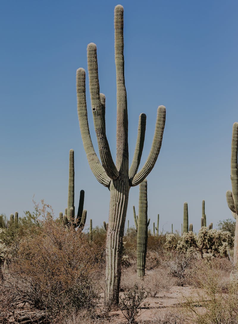 Left image taken on O'odham Jeweḍ, Tohono O’odham (Papago), Sobaipuri, and Hohokam Indigenous lands. Credit: Lindsay Kagalis