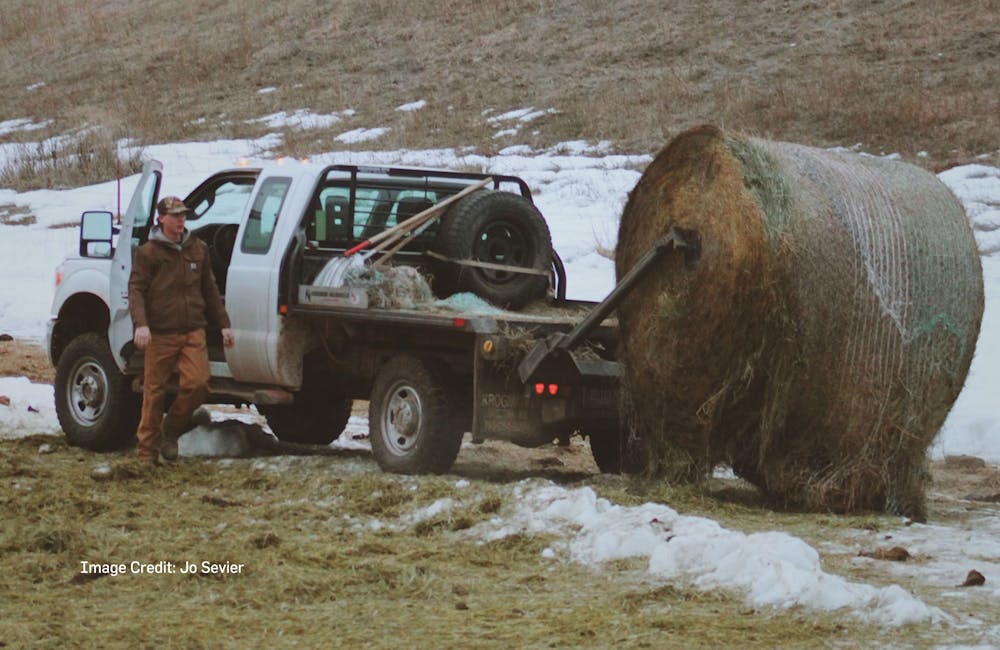 Trailblazer David Gabrielli feeding cattle by truck on a ranch in Kirby, Montana. Image credit: Jo Sevier