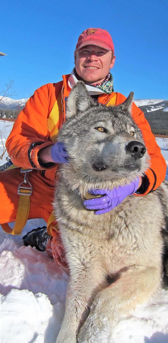 Dan Stahler with a wolf in Yellowstone National Park while working on Yellowstone's Wolf Project