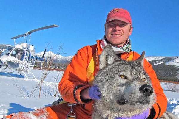 Dan Stahler with a wolf in Yellowstone National Park while working on Yellowstone's Wolf Project