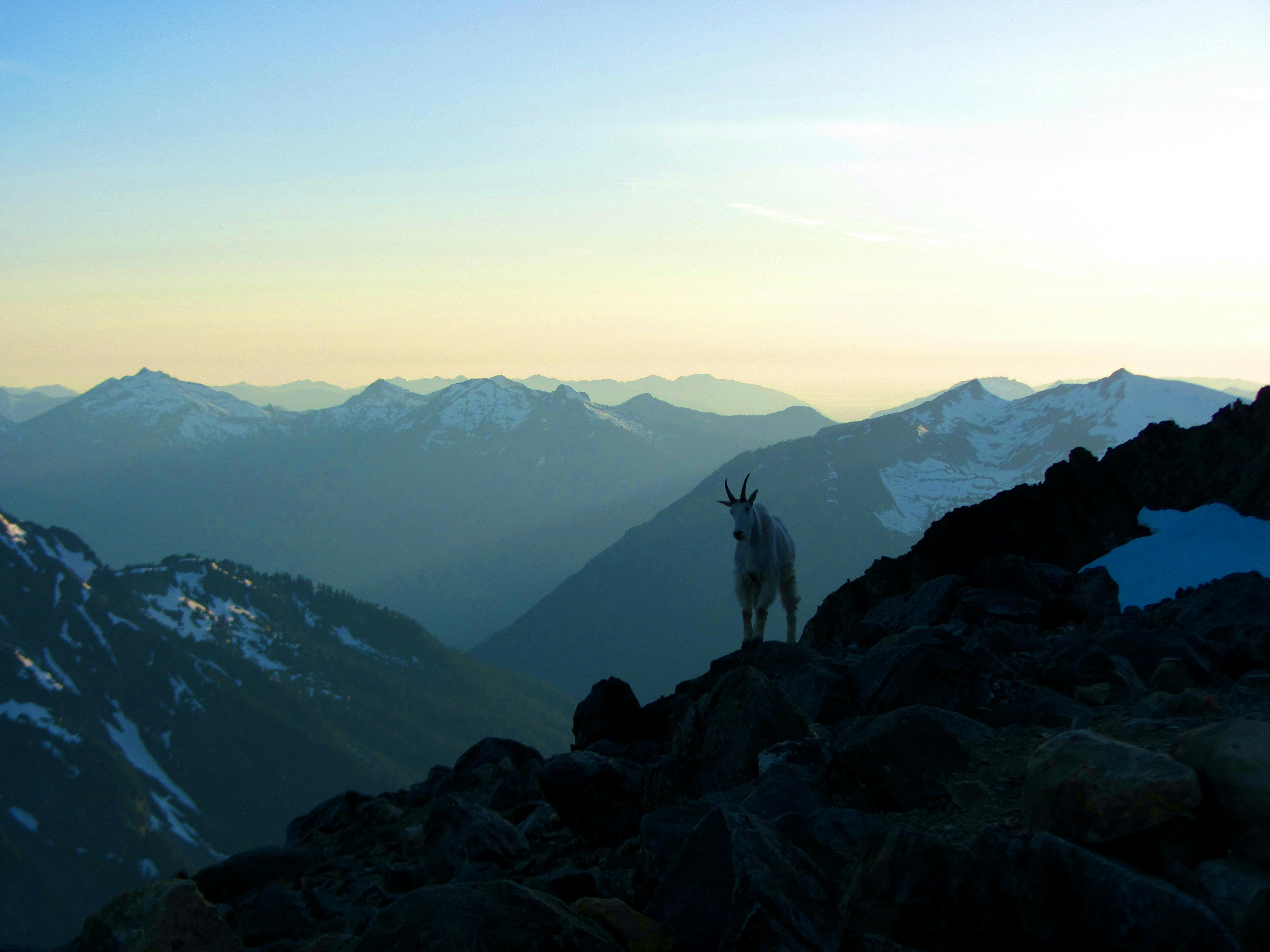 Mountain goat at dusk hour in a snowy mountain range.