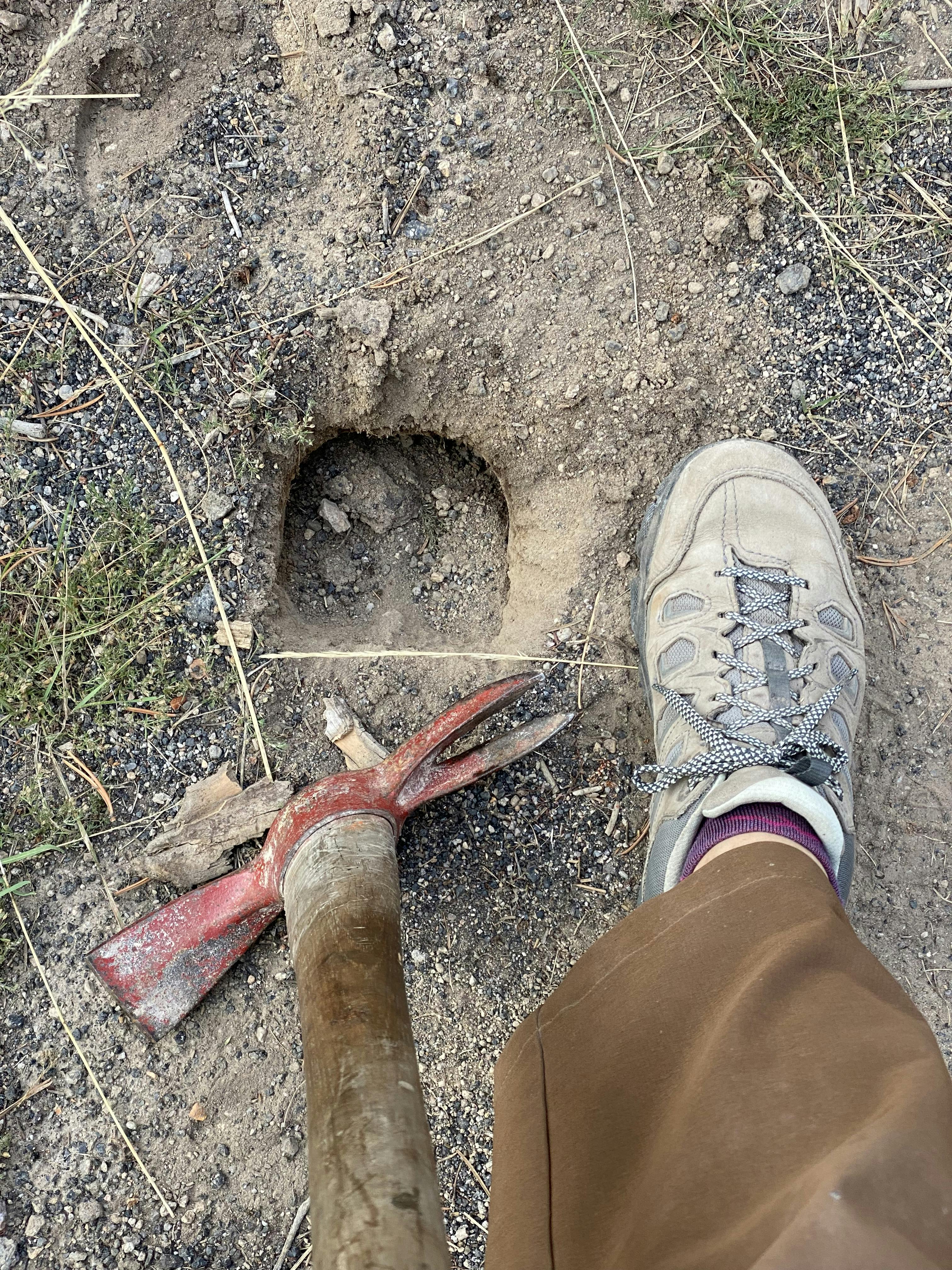 Trail maintenance work along side a dirty Oboz Sawtooth X Low hiking shoe.