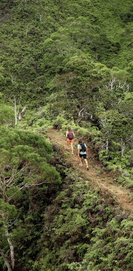 Two people hiking up the trail in Hawaiian forest. 