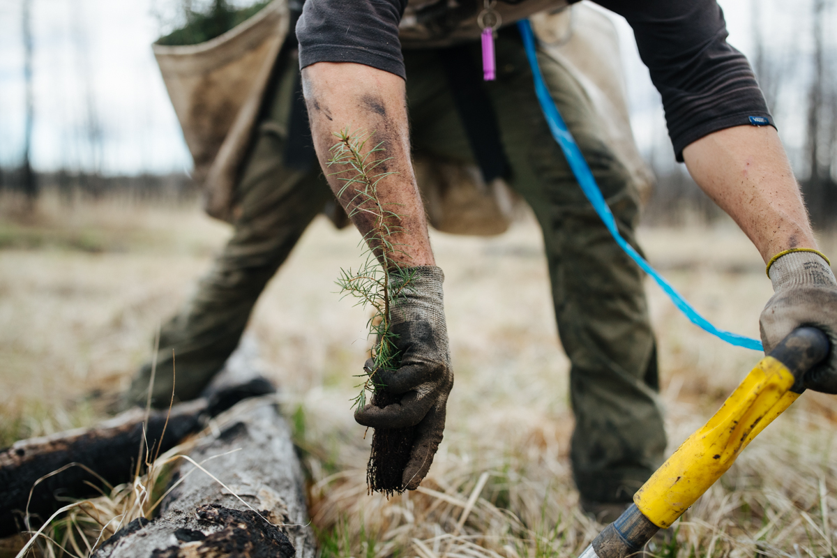 Oboz Footwear One More Tree planting partner, veritree, reforesting in British Columbia.