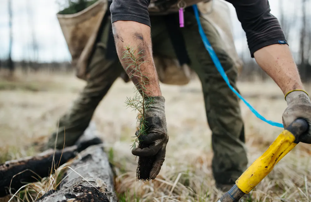 Oboz Footwear One More Tree planting partner, veritree, reforesting in British Columbia.